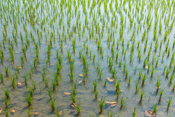 The rice industry in the country