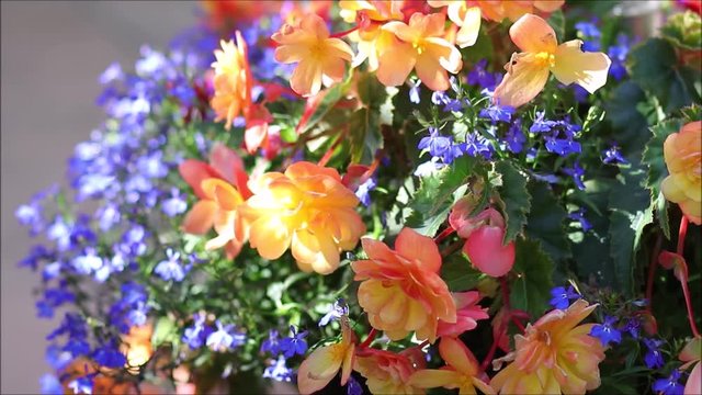 Colorful Flowers in Large flower pot swaying in the wind with shadows from a tree and sunshine.