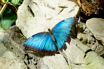 Macro detail of blue beautiful butterfly perched on a white rock