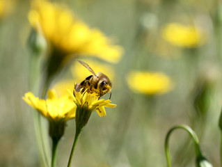 Honey Bee collecting pollen on yellow flower with green and yellow background