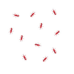 beetle on white background