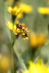 Honey Bee collecting pollen on yellow flower with green and yellow background