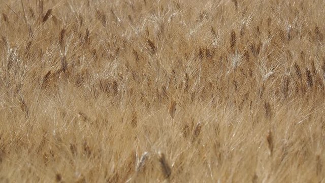 Gold Wheat Field. Beautiful Landscape. Background of ripening ears of meadow wheat field. Summer time