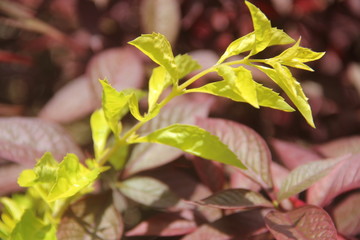 green and red in the garden