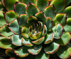 Echeveria pulidonis