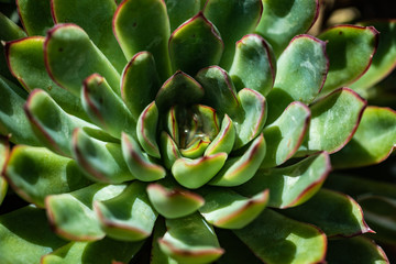 Echeveria pulidonis