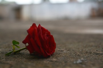 red rose on a background