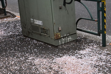 桜