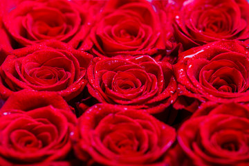 Bouquet of fresh roses, flower bright background. A close up macro shot of a red rose. Flower shop. Red rose flower, petals. Bouquet of flowers, fresh red rose. Collage of red roses