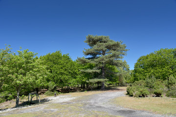Heathland and tree scenery on Brownsea Island in Poole harbour, Dorset coast