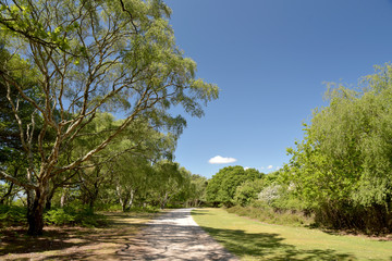 Heathland and tree scenery on Brownsea Island in Poole harbour, Dorset coast