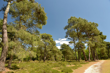 Heathland and tree scenery on Brownsea Island in Poole harbour, Dorset coast