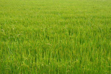 Beautiful green rice fields background. Environment, harvesting.
