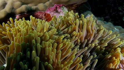 Clown fish on tropical unbleached reef