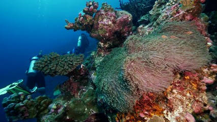 Clown fish on tropical unbleached reef