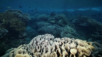 Natural Pristine Coral Reef no bleaching or death
