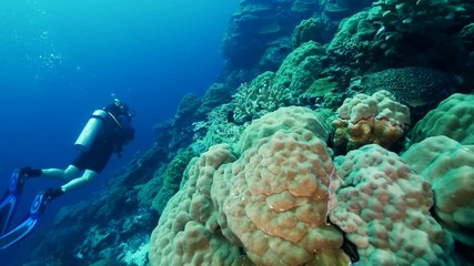 Natural Pristine Coral Reef no bleaching or death
