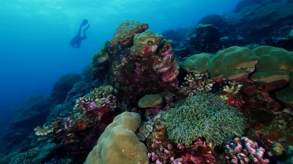 Natural Pristine Coral Reef no bleaching or death