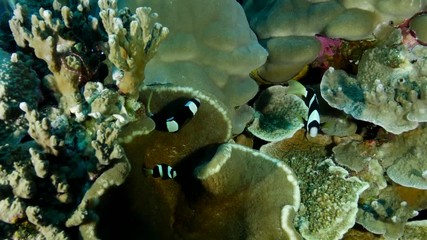 Natural Pristine Coral Reef no bleaching or death