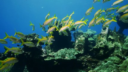 Natural Pristine Coral Reef no bleaching or death