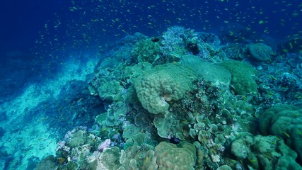 Natural Pristine Coral Reef no bleaching or death
