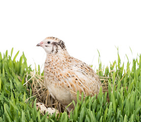Cute young quail