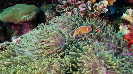 Clown fish on tropical unbleached reef