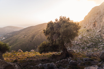 A large olive tree on the island of Kalymnos, Greece during sunrise, 