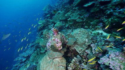 Natural Pristine Coral Reef no bleaching or death