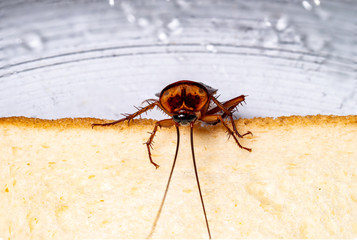 cockroach on a slice of bread