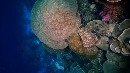 Natural Pristine Coral Reef no bleaching or death