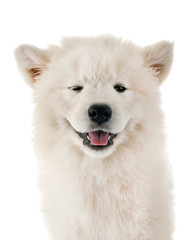 Fototapeta premium puppy samoyed dog in studio