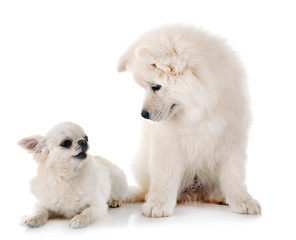 puppy samoyed dog and chihuahua