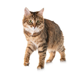 Kurilian Bobtail in studio