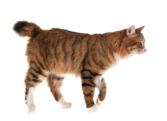 Obraz premium Kurilian Bobtail in studio