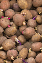 lots of potato tubers with sprouts