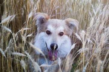 Dog in a wheat field.