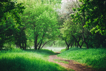 Scenic landscape with beautiful lush green foliage. Footpath under trees in park in early morning in mist. Colorful scenery with pathway among green grass and leafage. Vivid natural green background.