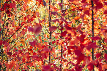 Vivid red leaves of hawthorn on autumn bokeh background. Beautiful shrub of crataegus on fall hedge texture in sunrise. Rich flora in sunset. Colorful foliage in golden hour. Scenic natural backdrop.