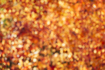 Blurred texture of lush variegated foliage. Defocused nature autumn background in sunset. Blurry natural fall backdrop in sunrise. Multicolor bokeh. Yellow orange red autumn palette in golden hour.