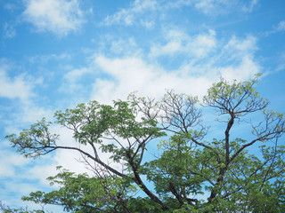 tree and sky