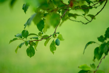 Plum in the orchard. Plum branch with ripe green young berries in garden.