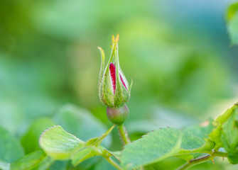 rose bud close up