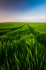 Wheat field landscape with path in the sunset time, Hungary