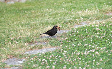 starling with fishworm in grass