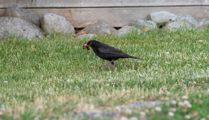 starling with fishworm in grass