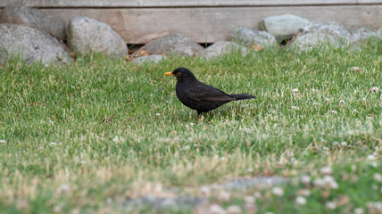 starling in grass