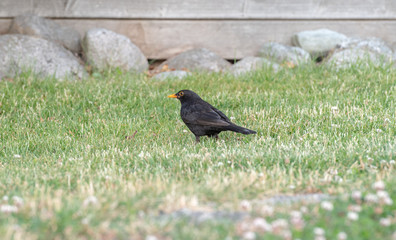 starling in grass