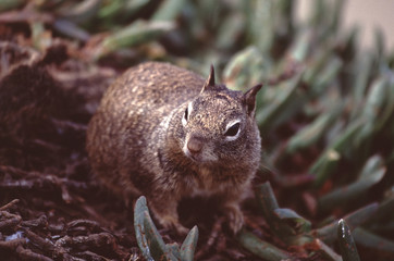 California Ground Squirrel (Otospermophilus Beecheyi)