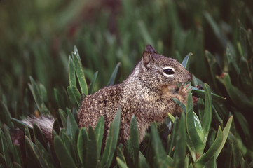 California Ground Squirrel (Otospermophilus Beecheyi)